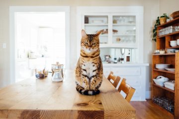 Un chat sur une table
