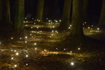 a forest filled with lots of glowing lights