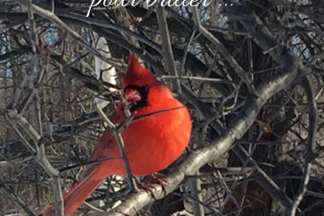 L'oiseau cardinal sur une branche