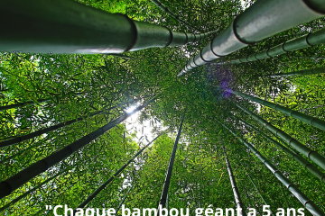 Bambou géant